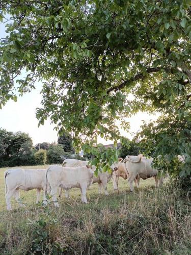 a herd of white cows grazing in a field at Les hirondelles in Les Gallichets