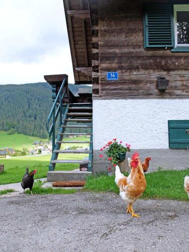 Tiere im Ferienhaus oder in der Nähe