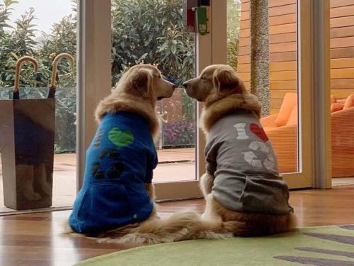 dos perros sentados uno al lado del otro mirando por una puerta en Unique Garden en Mairiporã