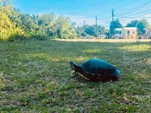 a green turtle in the grass in a field at Pinecraft Blue Heron Tiny Home in Sarasota