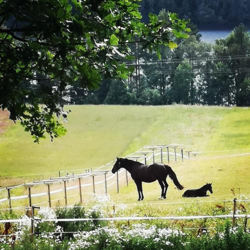 un caballo y un gato parados en un campo en Litet hus på gård med utsikt över indalsälven en Indal