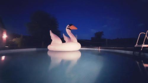 een witte zwaan in een zwembad 's nachts bij Sasaki Sauna i Bania in Szczutków
