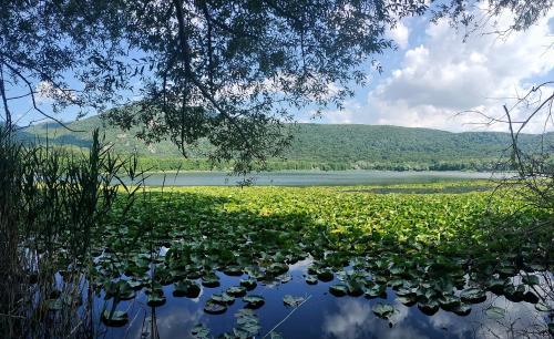 a body of water with lily pads on it at Villa Enrico in Monticchio
