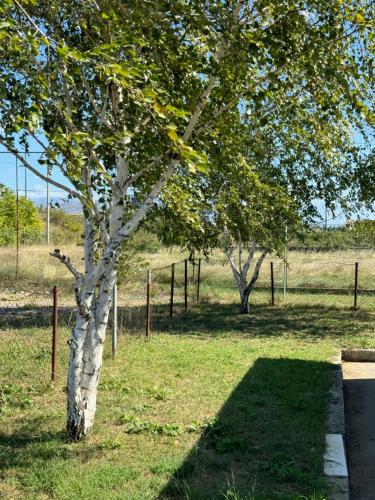 a white tree in a field next to a fence at Apartments Airport Golubovci 2 in Podgorica