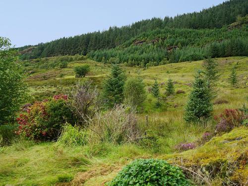 a grassy hill with trees and bushes on it at Glen Hurich Cottage in Scotstown