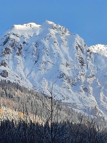 a snow covered mountain with a tree in front of it at Zimmer & Appartements Schwarzenbacher Sonja & Konrad in Kleinarl