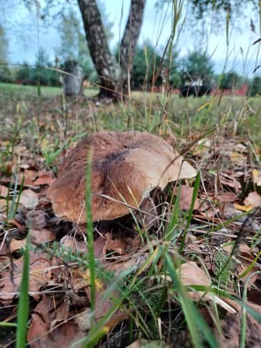 a large mushroom sitting on the ground in the grass at sosnowelowe in Lamkowo