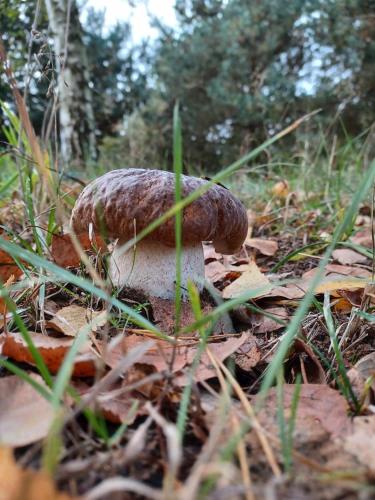 a mushroom sitting on the ground in the grass at sosnowelowe in Lamkowo