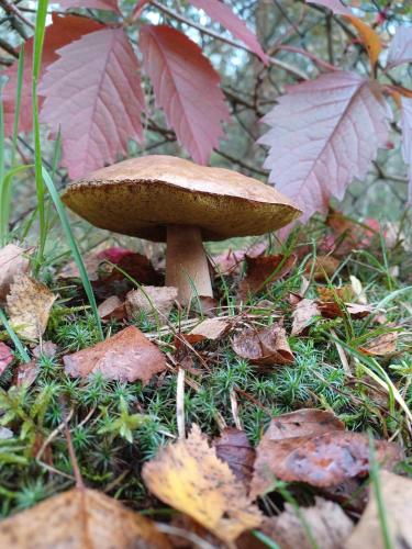 a brown mushroom on the ground in the grass at sosnowelowe in Lamkowo