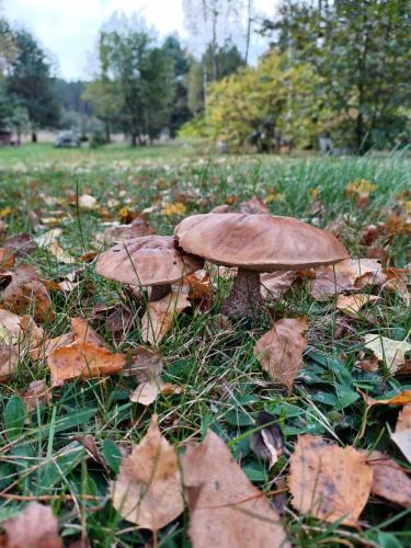 a group of mushrooms on the grass in a field at sosnowelowe in Lamkowo