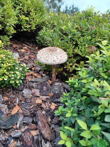 a mushroom sitting on top of some rocks at sosnowelowe in Lamkowo