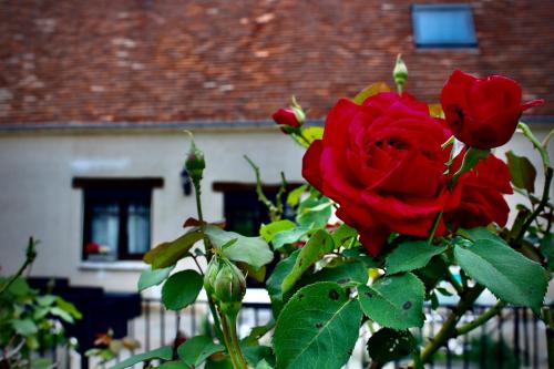 a red rose bush in front of a house at Les Gîtes d'Halatte in Fleurines