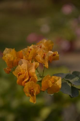 Ein Garten an der Unterkunft Harmony-Ka Villa