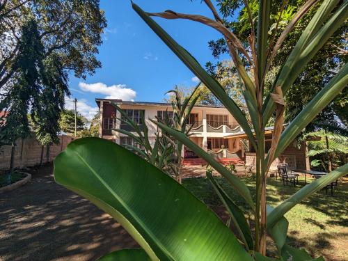 a palm tree with a house in the background at Karibu Homestay Moshi in Moshi