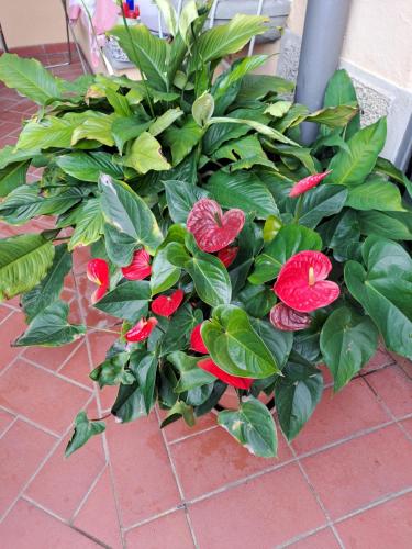 a plant with red flowers and green leaves at B&B La Dimora di Alida in Fiesole