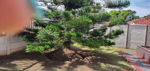 a pine tree in a yard next to a house at Cottage on 14th in East London