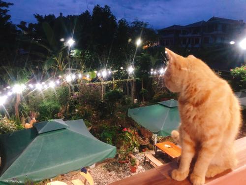 a cat sitting on a ledge looking at a garden at night at Gia Bảo Homestay - Cao Bằng in Cao Bằng
