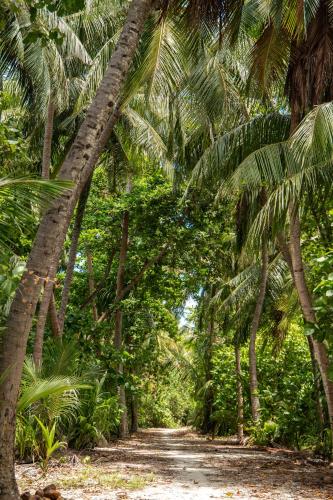 a path through a forest of palm trees at Tropical Tree in Fehendhoo