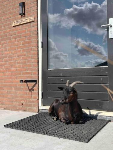 a goat sitting on a mat in front of a door at Groepsaccommodatie op natuurboerderij Huize Blokland in Hem