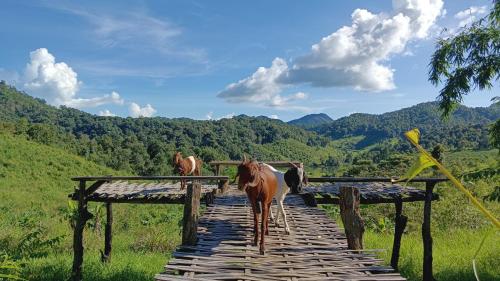 two horses walking on a wooden bridge in the mountains at ไร่นิธิสุนทร nithisoonthon farmstay in Mae Hong Son