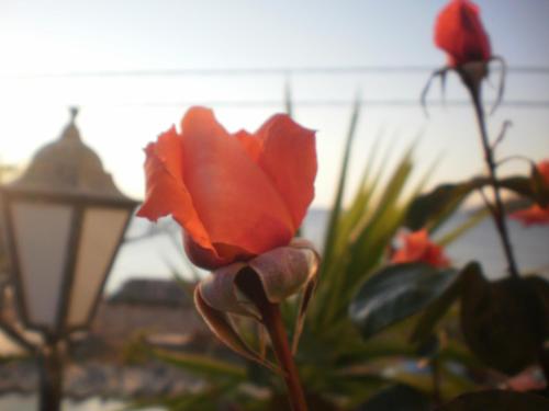 a close up of a red flower next to a lamp at Dimitra in Petra
