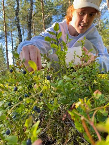 a man is picking berries from a plant at Villa Persås in Kristinehamn