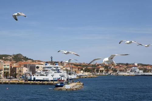a flock of birds flying over a body of water at Hotel Piccada in Palau