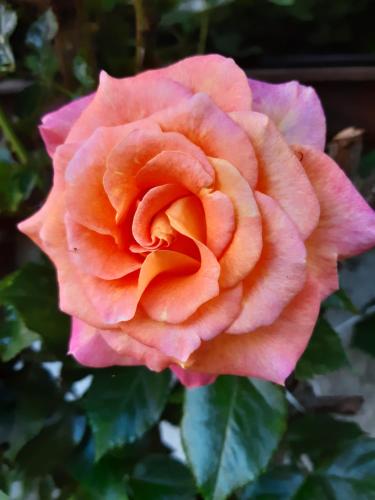 a close up of a pink rose at Troadkasten - Ferienhaus am BIO-Bergbauernhof in Aflenz Kurort