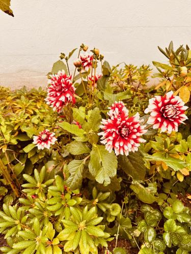 a group of pink and green flowers in a garden at Villa am Strand in Eckernförde