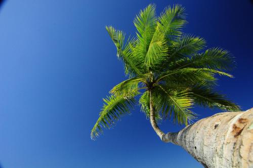 a palm tree in front of a blue sky at Hotel Punta Leona in Jacó