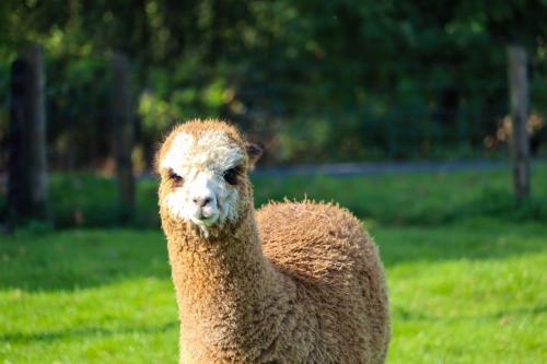 a brown llama standing in a field of grass at Haven Pod Easkey in Sligo