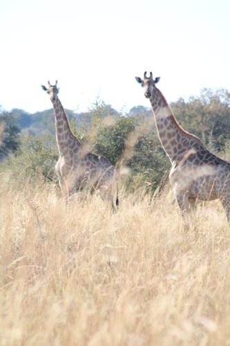 three giraffes standing in a field of tall grass at Moae Campsite 