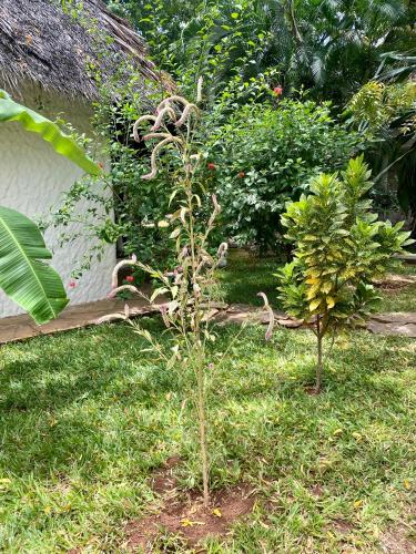 Nyumba Rangi – Photos 5