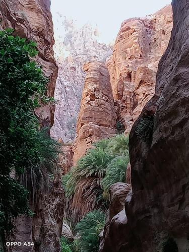 a view of a canyon with rocks and trees at - Trekking from Dana to Petra in Dana