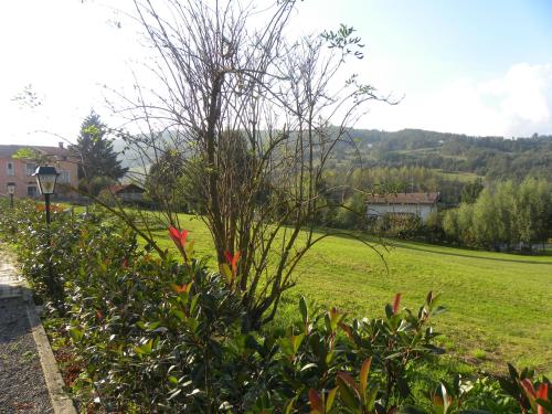 a tree in the middle of a green field at La Castagna Matta in Albareto