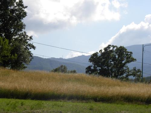 a field of tall grass with mountains in the background at La Castagna Matta in Albareto