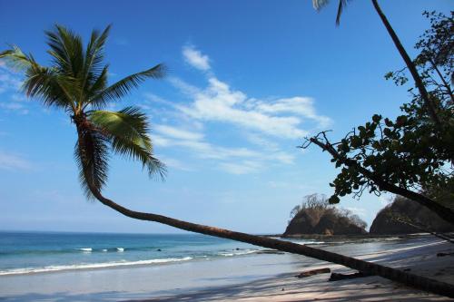 a palm tree on a beach with the ocean at Hotel Arenas en Punta Leona in Jacó