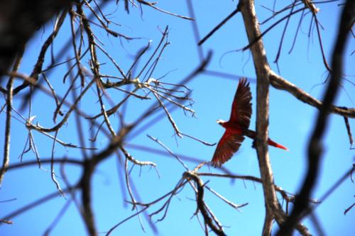 a red bird is perched on a tree branch at Hotel Arenas en Punta Leona in Jacó