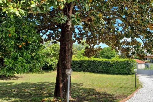 a tree in a park with a pole next to it at La Limonaia in Ameglia