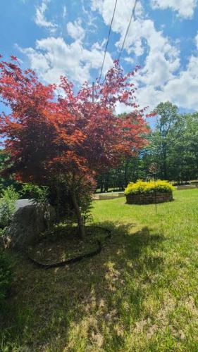 a tree with red leaves in a grass field at Luxury getaway in woods, Jacuzzi, Hot Tub, Pool in Bushkill