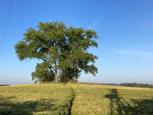 a tree sitting on top of a grassy field at Gemütliche FeWo mit Balkon nahe der Ostsee - 2 Schlafzimmer in Wischuer