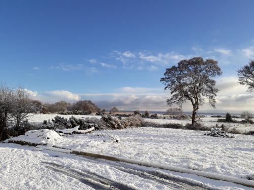 a snow covered field with a tree in the background at Cherrytree House B&B in Moville