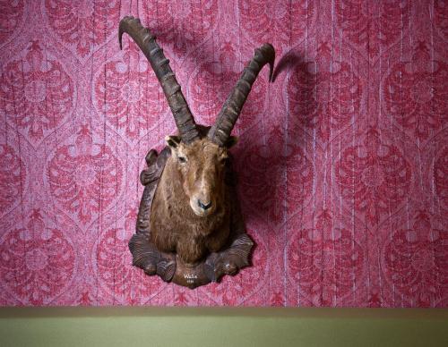 a statue of a goat with long horns on a wall at Wohlfühlhotel Hubertushof in Stuben am Arlberg
