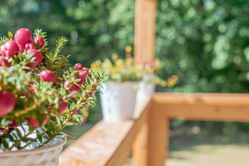 two potted plants sitting on a wooden bench at Meadowland Samota Stříbrník in Žibřidice