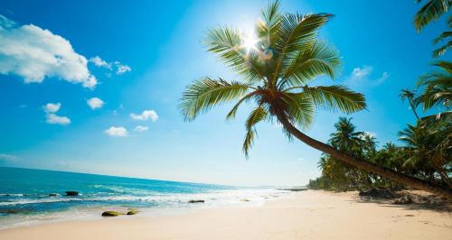 a palm tree on a beach with the ocean at Phu My Hung Bungalow in Phu Quoc