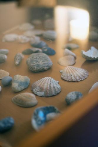 a group of seashells sitting on top of a table at Kalma villa in Santa Maria
