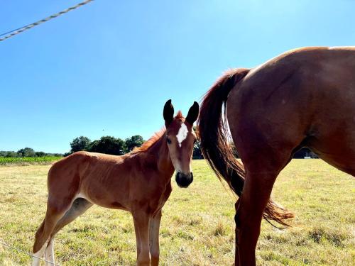 a baby horse standing next to a large horse at Gîte Fancy, Vallée du Scorff, Nature 2-4 personnes in Arzano