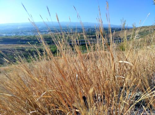 a field of tall brown grass on top of a hill at Chambre chez Jo in Saint-Paul