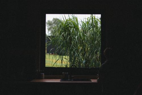 a window with a view of a plant at Domki Momenty in Słajszewo