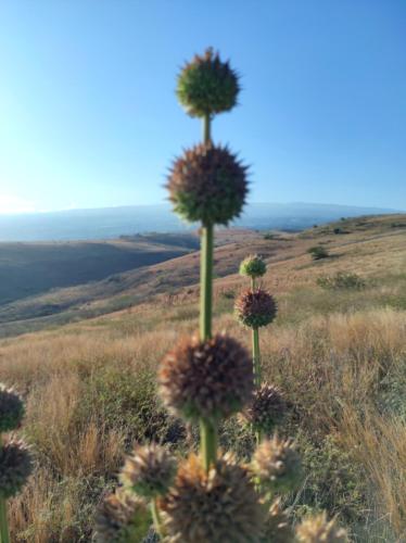 a group of flowers on the top of a hill at Chambre chez Jo in Saint-Paul